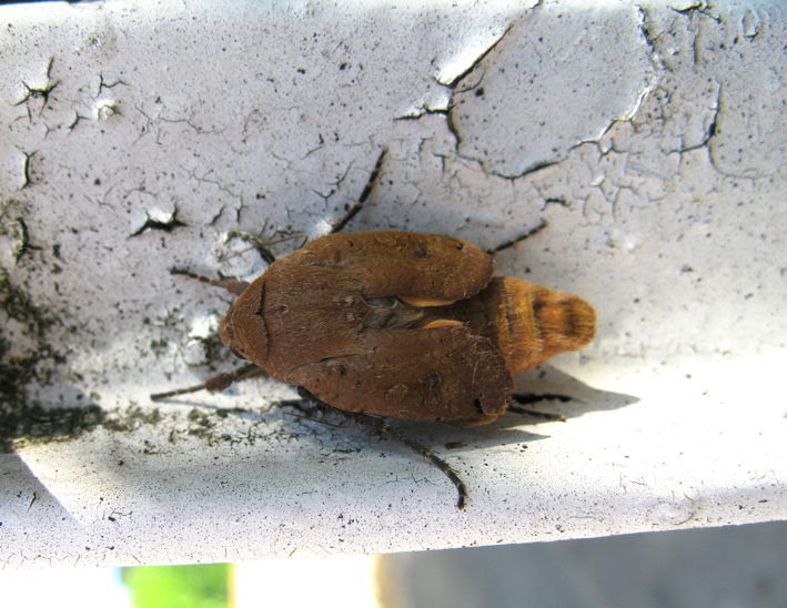 farfalla da identificare - Noctua pronuba